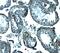 Izumo Sperm-Egg Fusion 1 antibody, PA5-72869, Invitrogen Antibodies, Immunohistochemistry paraffin image 