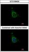 A-Kinase Anchoring Protein 10 antibody, LS-C185809, Lifespan Biosciences, Immunocytochemistry image 