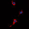 P2Y purinoceptor 4 antibody, LS-B14493, Lifespan Biosciences, Immunofluorescence image 