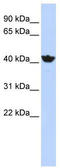 ADH4 antibody, TA332356, Origene, Western Blot image 