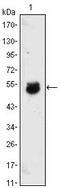 Bone Morphogenetic Protein 4 antibody, MA5-15572, Invitrogen Antibodies, Western Blot image 