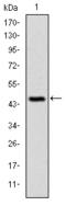 Olfactory Receptor Family 1 Subfamily B Member 1 (Gene/Pseudogene) antibody, orb227560, Biorbyt, Western Blot image 