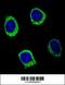 Amylase Alpha 2B (Pancreatic) antibody, 55-348, ProSci, Immunofluorescence image 