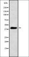 Pre-B-cell leukemia transcription factor 4 antibody, orb338569, Biorbyt, Western Blot image 