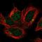 Multivesicular Body Subunit 12A antibody, NBP1-91883, Novus Biologicals, Immunofluorescence image 