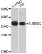 ELMO Domain Containing 2 antibody, STJ110169, St John