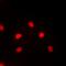 Myocyte Enhancer Factor 2C antibody, orb256682, Biorbyt, Immunofluorescence image 