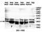 RAB14, Member RAS Oncogene Family antibody, orb78149, Biorbyt, Western Blot image 
