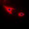 Septin 7 antibody, orb213698, Biorbyt, Immunofluorescence image 
