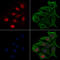 RUNX Family Transcription Factor 2 antibody, GTX00813, GeneTex, Immunocytochemistry image 