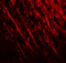Proline Rich Transmembrane Protein 2 antibody, 7295, ProSci Inc, Immunofluorescence image 