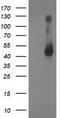 Ganglioside Induced Differentiation Associated Protein 1 Like 1 antibody, CF503224, Origene, Western Blot image 