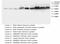 SMAD2 antibody, LS-C171841, Lifespan Biosciences, Western Blot image 