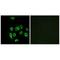 Mitochondrial Ribosomal Protein L32 antibody, A14134, Boster Biological Technology, Immunohistochemistry frozen image 