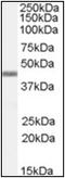 DNA dC->dU-editing enzyme APOBEC-3G antibody, AP23049PU-N, Origene, Western Blot image 