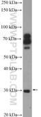 Catechol O-methyltransferase antibody, 14754-1-AP, Proteintech Group, Western Blot image 