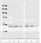 Serine/threonine-protein kinase 51PK antibody, 71-600, BioAcademia Inc, Western Blot image 