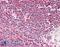 Tripartite Motif Containing 72 antibody, 42-681, ProSci, Immunohistochemistry paraffin image 