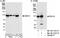 DEAD-Box Helicase 10 antibody, NB100-1577, Novus Biologicals, Western Blot image 