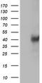 Leucine carboxyl methyltransferase 1 antibody, CF503125, Origene, Western Blot image 