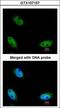 NOP2/Sun RNA Methyltransferase 6 antibody, LS-C185867, Lifespan Biosciences, Immunocytochemistry image 