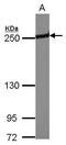 Periplakin antibody, GTX117411, GeneTex, Western Blot image 