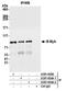 MYB Proto-Oncogene Like 2 antibody, A301-654A, Bethyl Labs, Immunoprecipitation image 
