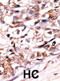 Dual specificity protein phosphatase 13 antibody, abx033962, Abbexa, Immunohistochemistry paraffin image 