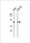 Ataxin-10 antibody, PA5-72426, Invitrogen Antibodies, Western Blot image 