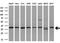 Aldo-Keto Reductase Family 1 Member A1 antibody, GTX84918, GeneTex, Western Blot image 