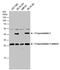 Tropomodulin 1 antibody, PA5-78201, Invitrogen Antibodies, Western Blot image 