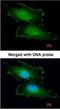 Penta-EF-Hand Domain Containing 1 antibody, NBP1-31613, Novus Biologicals, Immunofluorescence image 