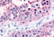 Gap Junction Protein Alpha 1 antibody, MBS240186, MyBioSource, Immunohistochemistry paraffin image 