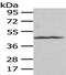 Prostaglandin I2 Receptor antibody, PA5-51240, Invitrogen Antibodies, Western Blot image 