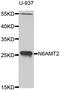 EEF1A Lysine Methyltransferase 1 antibody, LS-C349120, Lifespan Biosciences, Western Blot image 