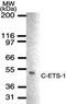 TNFAIP3 Interacting Protein 1 antibody, PA1-41414, Invitrogen Antibodies, Western Blot image 