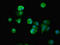 SMG6 Nonsense Mediated MRNA Decay Factor antibody, LS-C398998, Lifespan Biosciences, Immunofluorescence image 