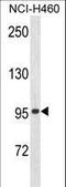 Zinc Finger Protein 473 antibody, LS-C160812, Lifespan Biosciences, Western Blot image 