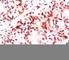 Estrogen Receptor 2 antibody, V7059SAF-100UG, NSJ Bioreagents, Western Blot image 