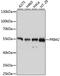 DNA primase large subunit antibody, GTX66076, GeneTex, Western Blot image 