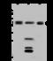 Carboxypeptidase B2 antibody, 204012-T40, Sino Biological, Western Blot image 