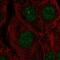 Sushi Domain Containing 3 antibody, PA5-59944, Invitrogen Antibodies, Immunofluorescence image 