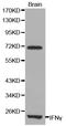 Interferon Gamma antibody, TA332378, Origene, Western Blot image 