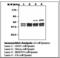 ShcA antibody, LS-C62055, Lifespan Biosciences, Western Blot image 