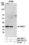 Heat Shock Protein Family B (Small) Member 1 antibody, A304-709A, Bethyl Labs, Immunoprecipitation image 