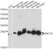 Ring Finger Protein 181 antibody, A14405, ABclonal Technology, Western Blot image 