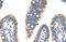 Proline Dehydrogenase 2 antibody, ARP41621_P050, Aviva Systems Biology, Immunohistochemistry frozen image 