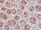 Protein AATF antibody, 3039, ProSci Inc, Immunohistochemistry frozen image 