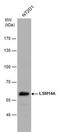 LSM14A MRNA Processing Body Assembly Factor antibody, PA5-78464, Invitrogen Antibodies, Western Blot image 
