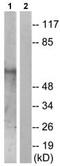 SMAD Family Member 1 antibody, ab73211, Abcam, Western Blot image 
